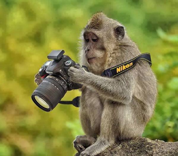 Monkey with a camera