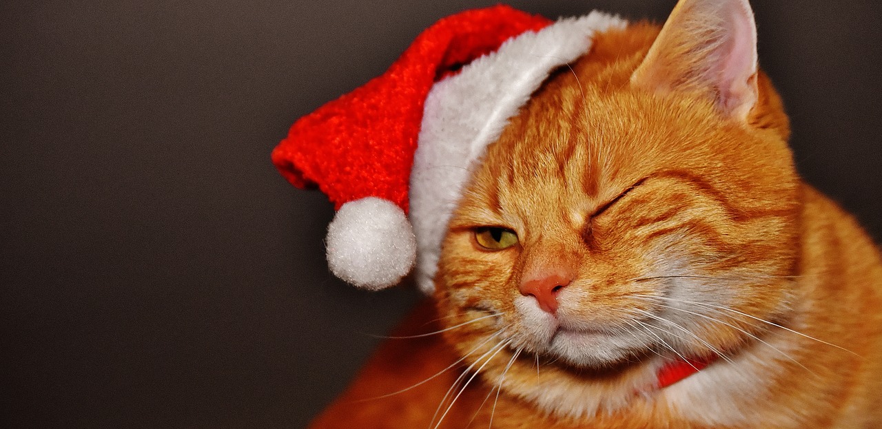 Drunk Christmas Cat